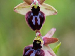 Ophrys_bertoloniiformis_x_O._incubacea_San_Giovanni_Rotondo